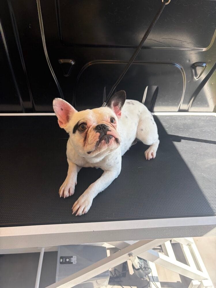 Bulldog francés en la mesa de grooming de la van de Urvan Canin