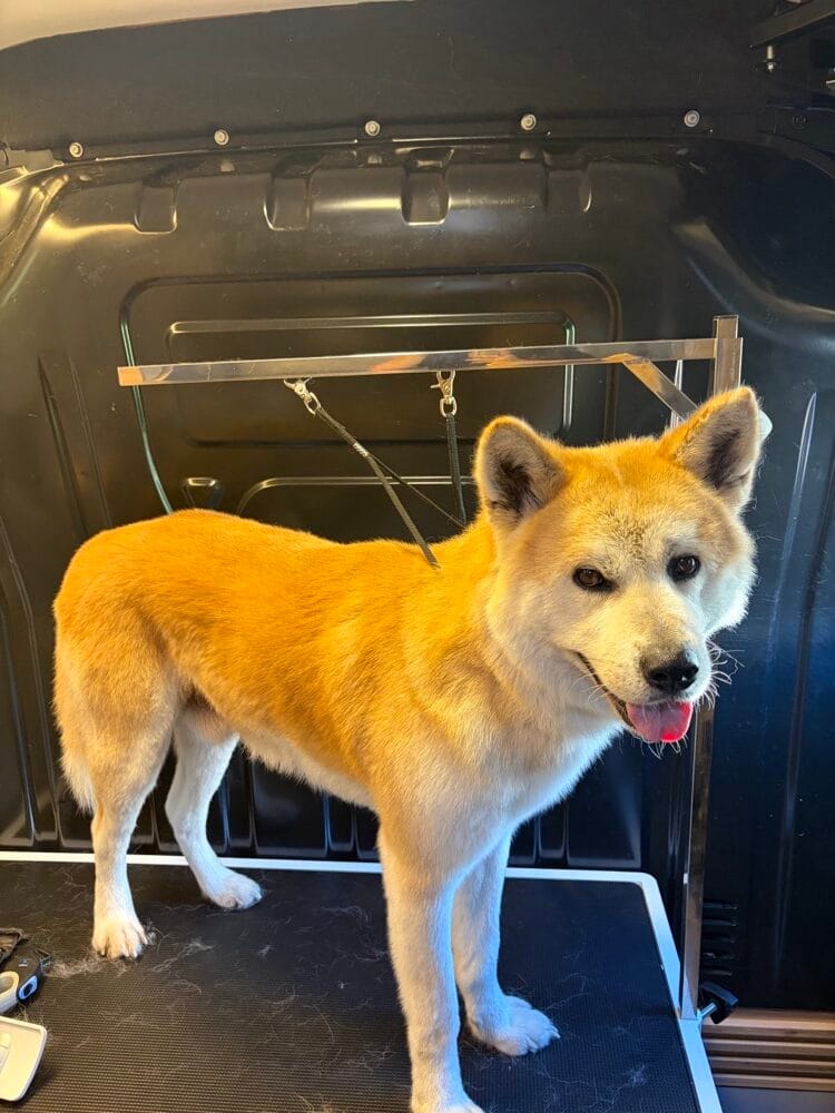 Tokio, akita, después de su baño en la van de Urvan Canin