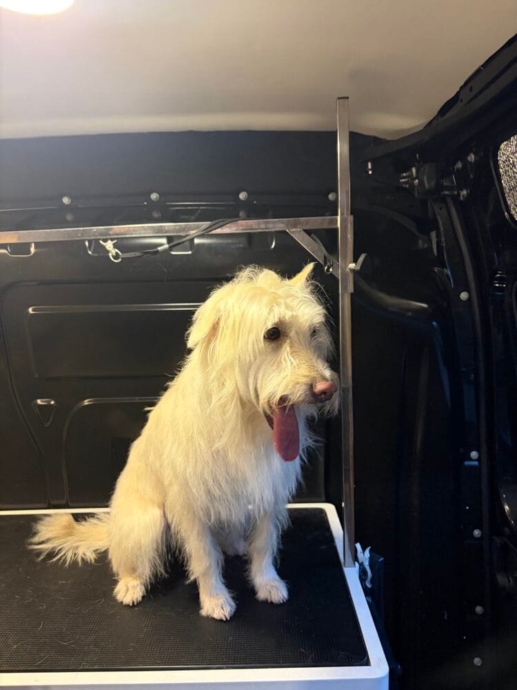 Perro de pelo blanco después del grooming a domicilio de Urvan Canin