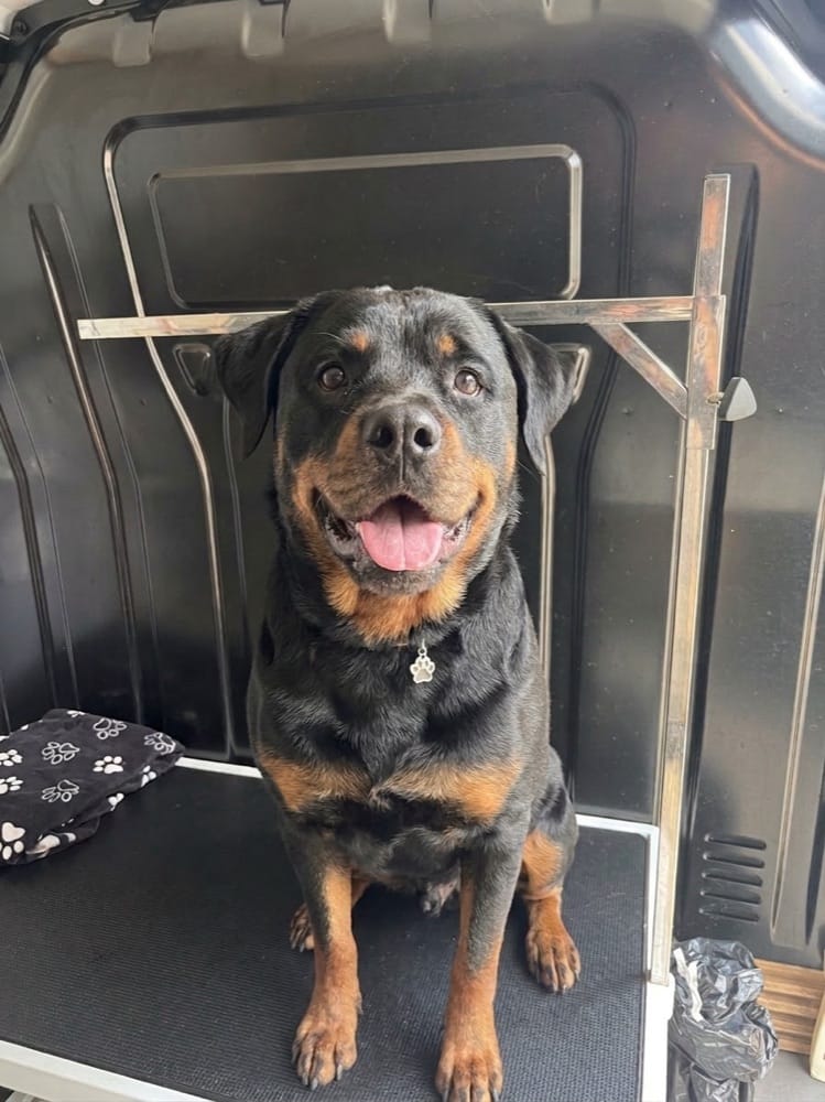 Lunita, rottweiler, después de su spa en la van de Urvan Canin