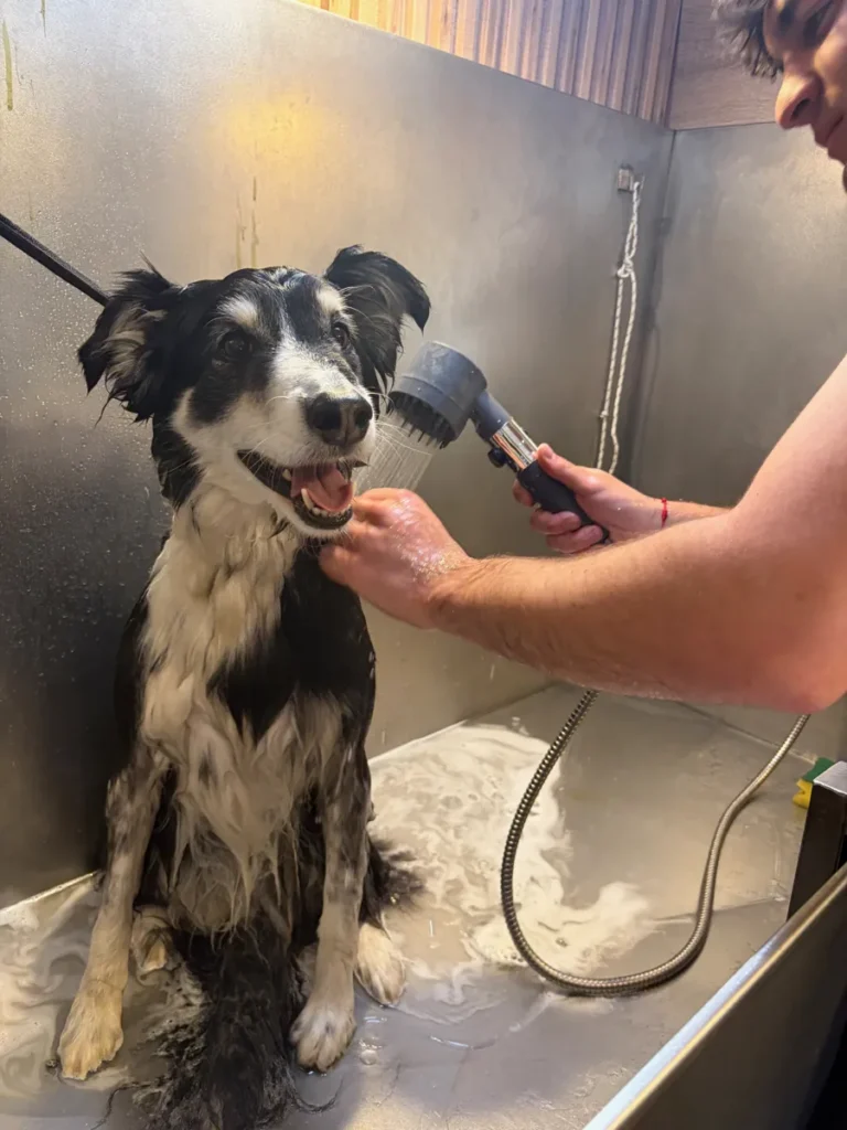 Perro durante su baño en la bañera de la van de Urvan Canin, a domicilio en Montevideo