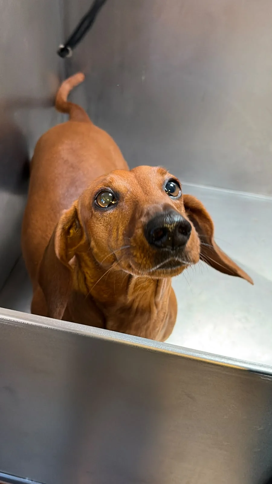Luna, la perra de Lucía, después de su baño con Urvan Canin en Parque Miramar